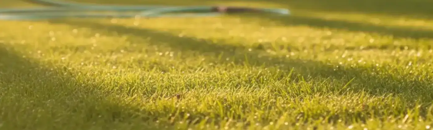 Pelouse de jardin en fin d'après-midi l'été, lumière rasante dans les brins d'herbe et tuyau d'arrosage enroulé au sol