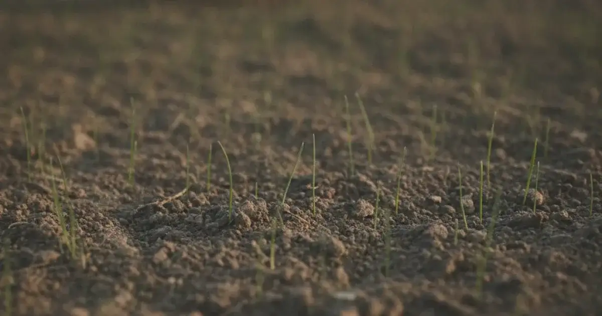 Jeunes brins de gazon en cours de levée sur une terre finement émiettée, un râteau à niveler posé en arrière-plan