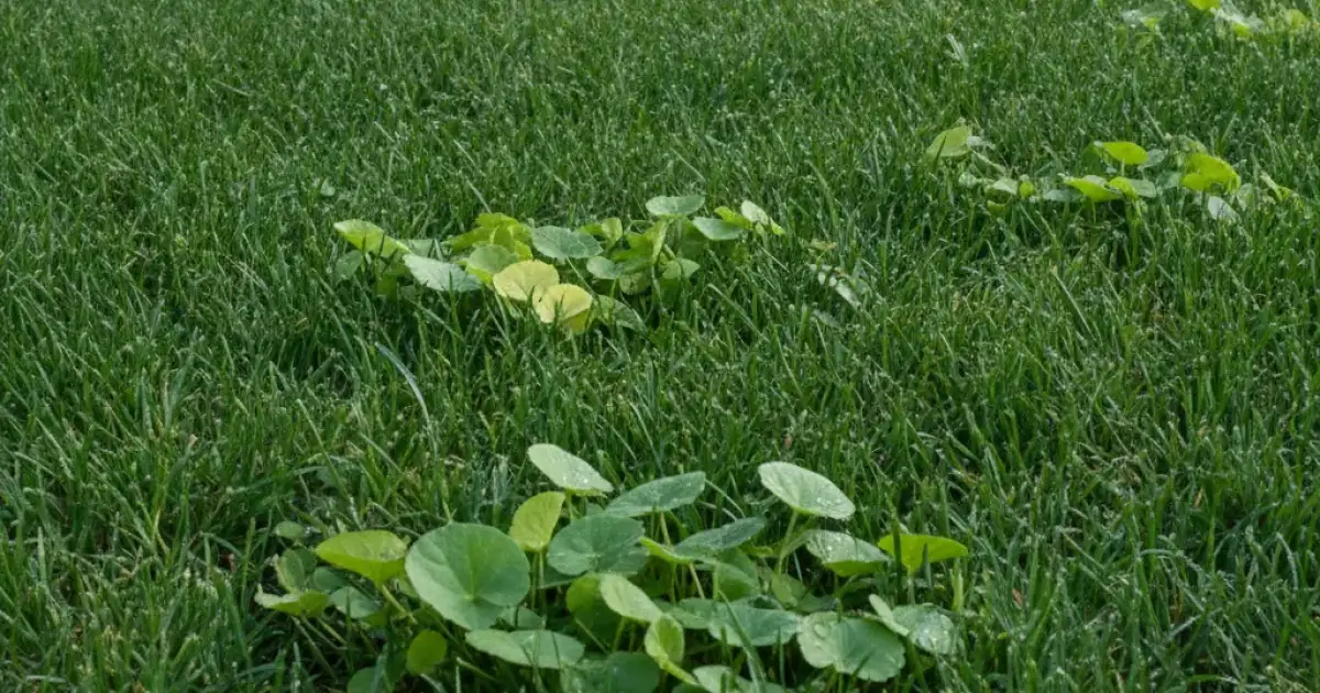 Pelouse d'agrément vue de près où quelques plantes à feuilles larges se mêlent aux graminées