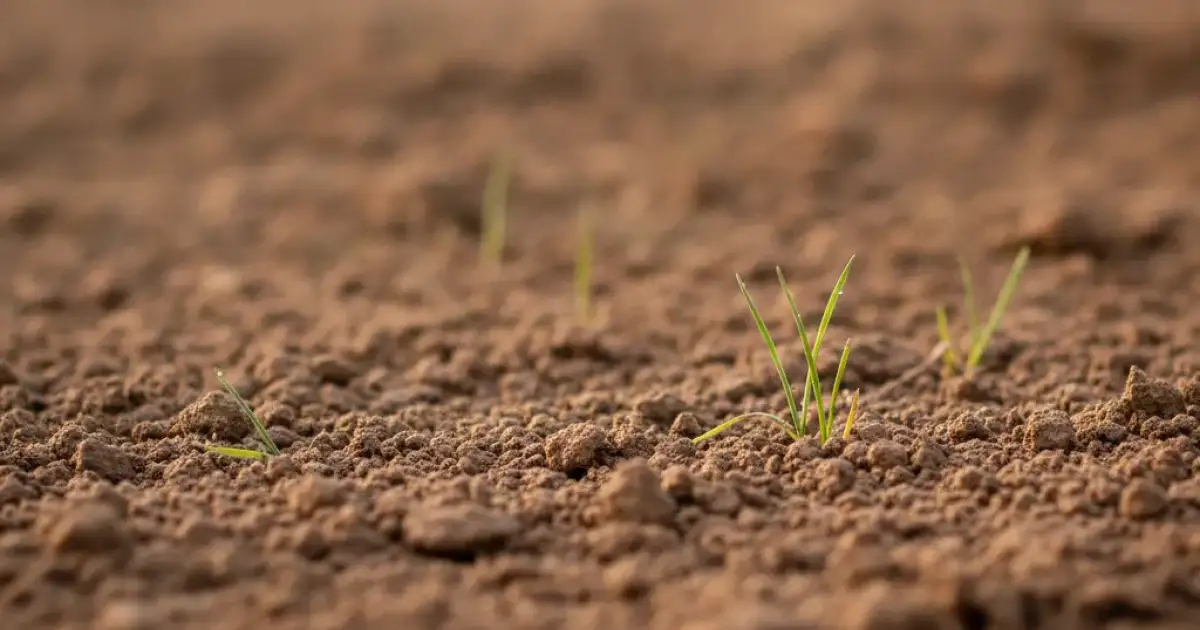 Terre nue fraîchement semée avec quelques rares brins d'herbe levés, vue rasante au ras du sol